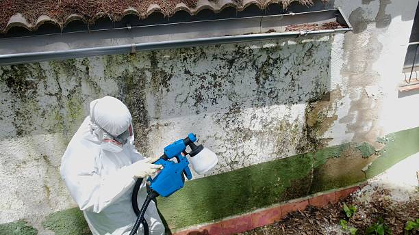 Trusted Black Mold Removal service in Paris, TN - Cheap Mold Removal